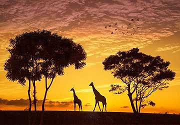 6 Amazing Destinations for Wildlife Lovers